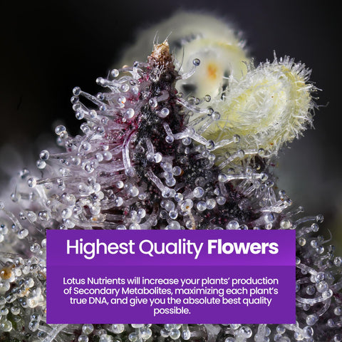 Lotus Nutrients Bloom Pro Series powder dissolves completely for immediate feeding.