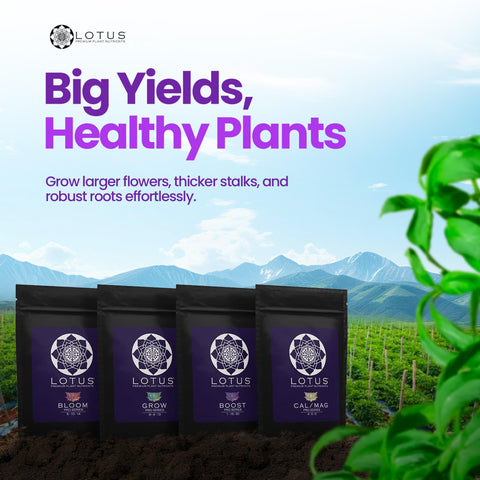 Lotus Nutrients Boost formula bottle provides targeted support during key transitions.