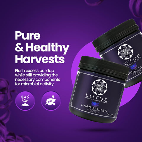 Lotus Nutrients CarboFinish dissolving into water to trigger sweetener action