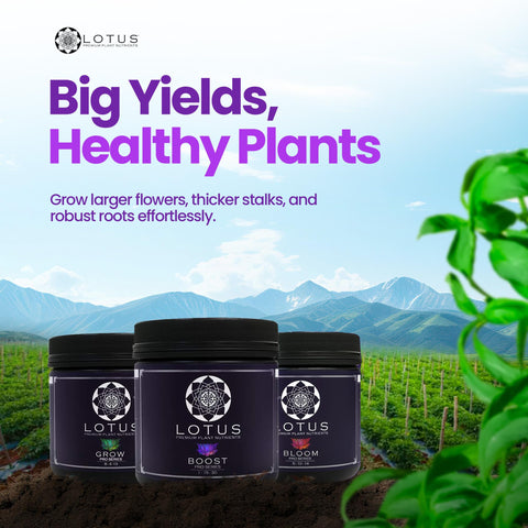 Lotus Nutrients Bloom powder supports flowering with balanced nutrition.