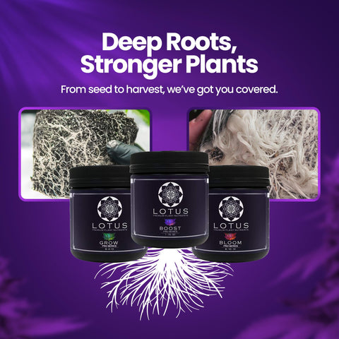 Lotus Nutrients Starter Kit dissolves in water with no residue.