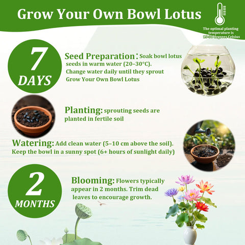 35pcs mix promotes strong germination for pond and balcony garden displays.