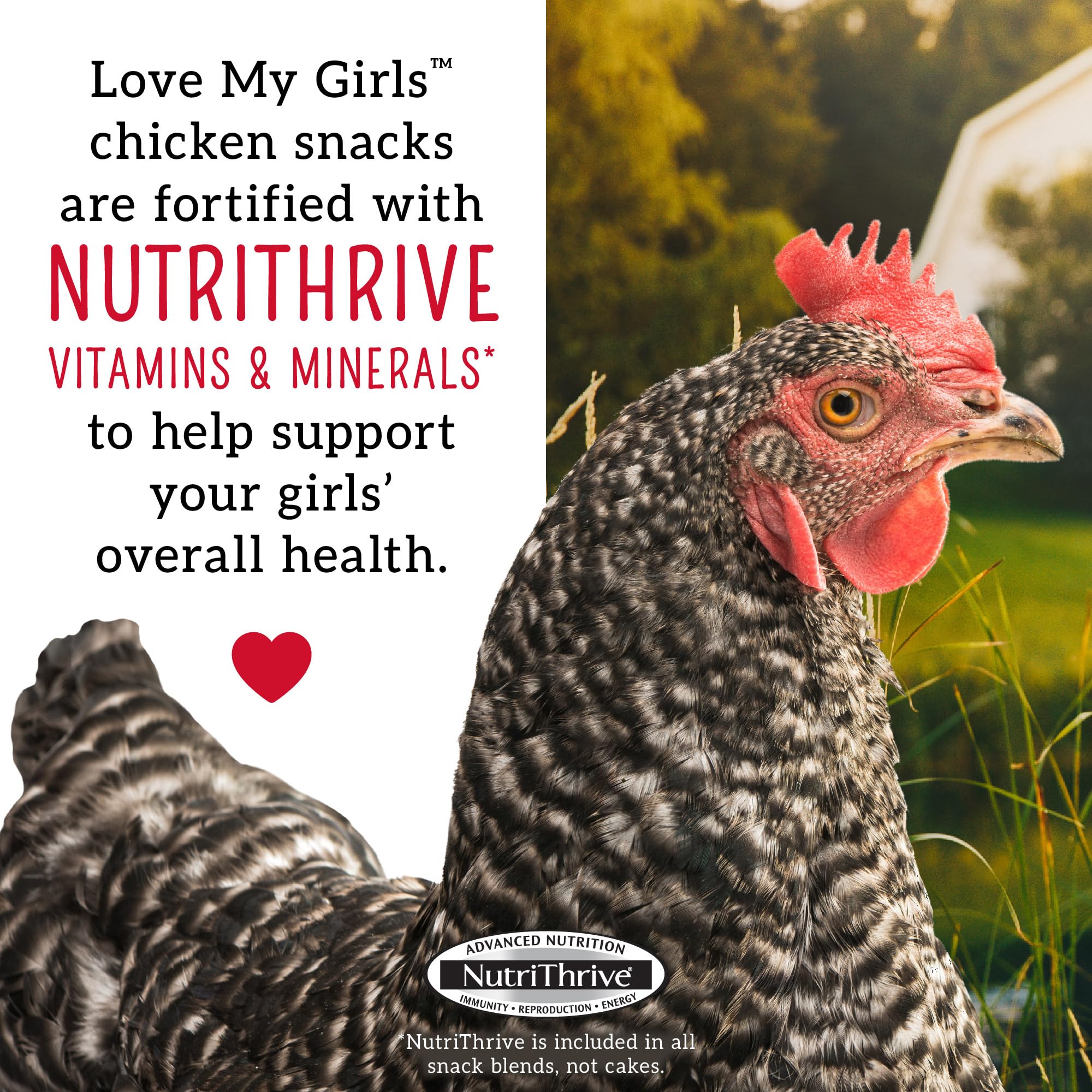 Love My Girls NutriThrive vitamins and minerals support flock health