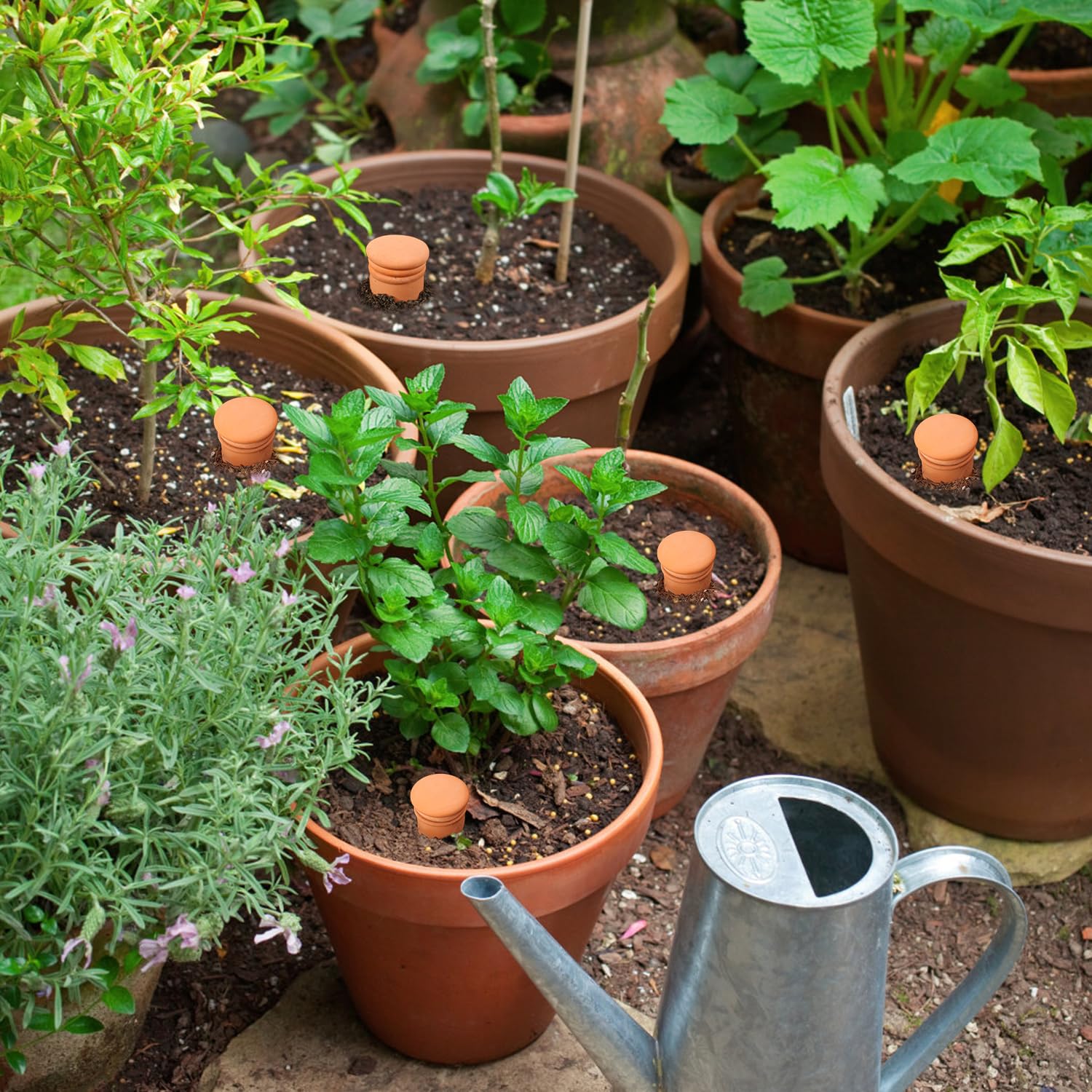 Lovely Ran Ollas globe insertion in soil enables timed water release.