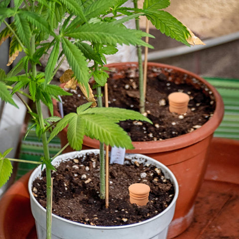 Lovely Ran irrigation supports various plants from pots to hanging planters.
