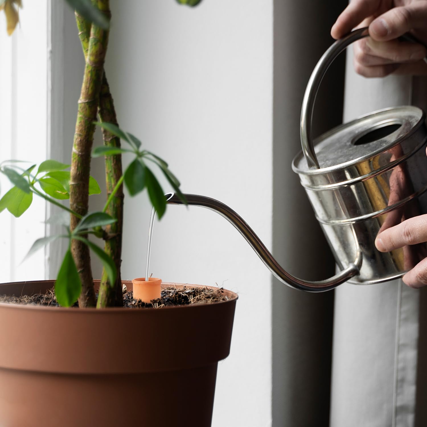 Lovely Ran buried watering ball in a vegetable patch provides low-maintenance hydration.