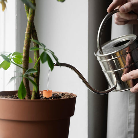 Lovely Ran buried watering ball in a vegetable patch provides low-maintenance hydration.