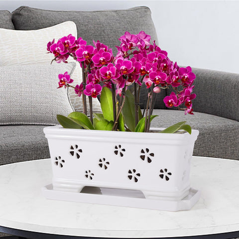 Lovely Ran butterfly orchid pot design enhances elegance and plant health.