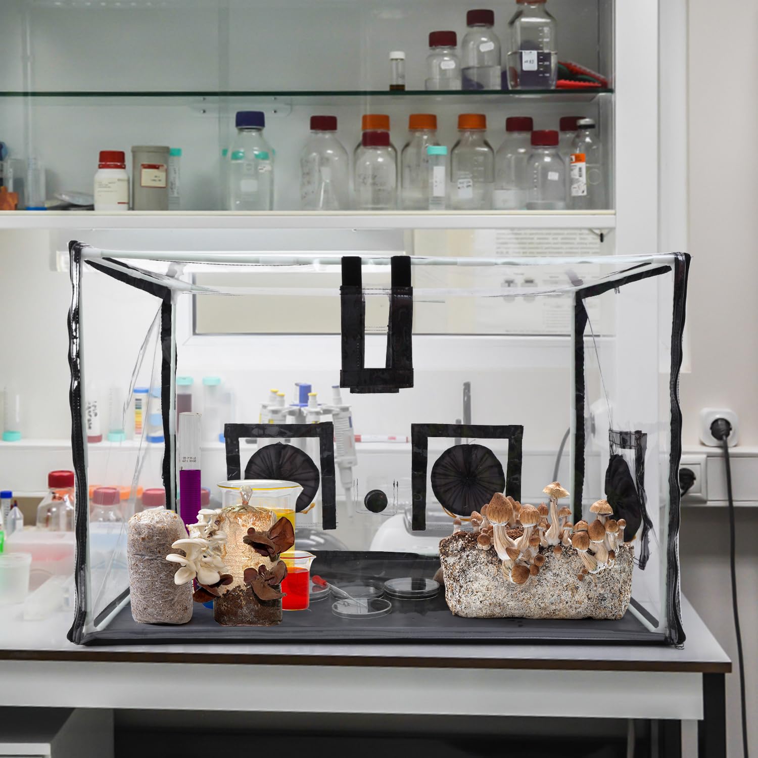Lovely Ran foldable mushroom growth kit designed for space-saving storage and transport.