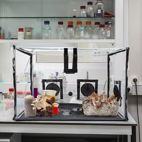 Lovely Ran foldable mushroom growth kit designed for space-saving storage and transport.