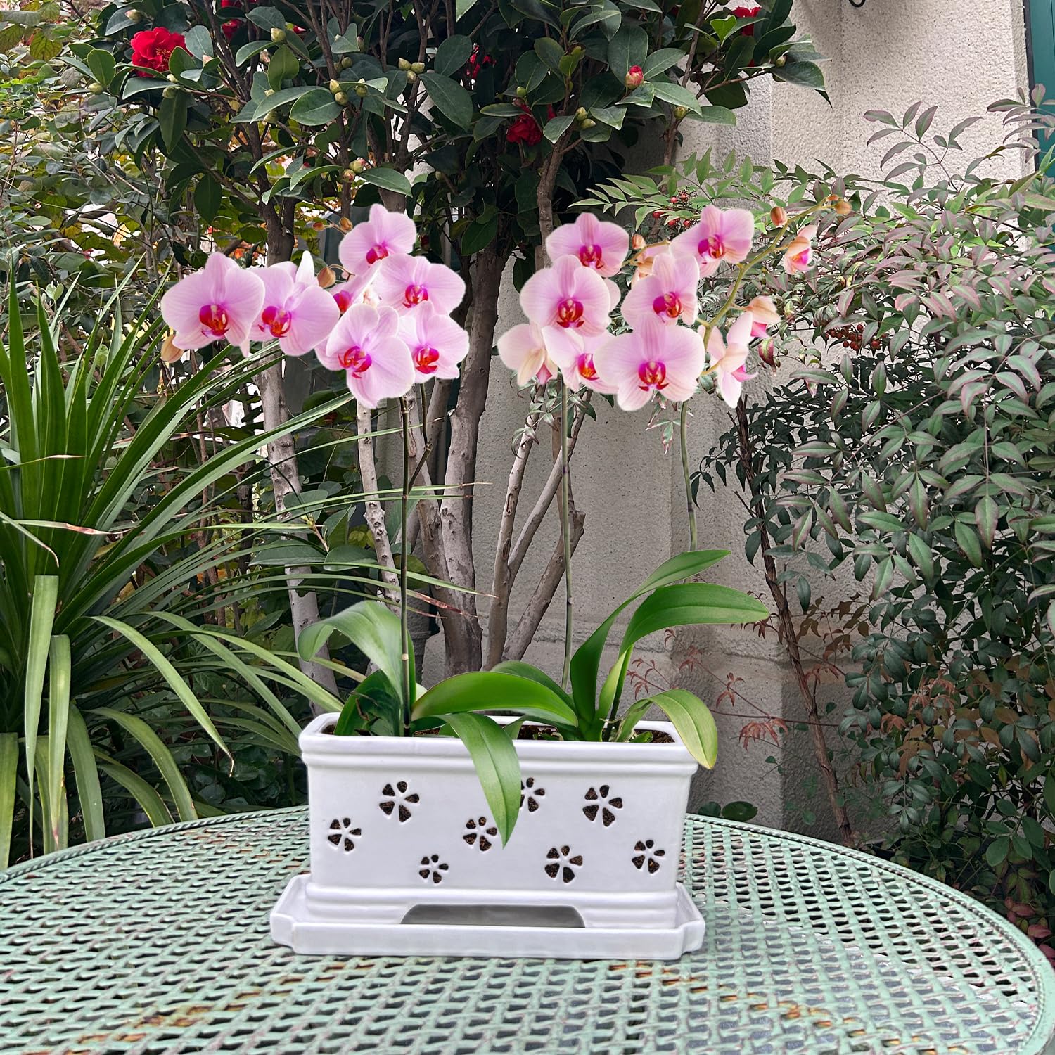 Lovely Ran indoor orchid pot placed on desk for stylish greenery.