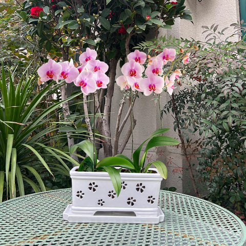 Lovely Ran indoor orchid pot placed on desk for stylish greenery.