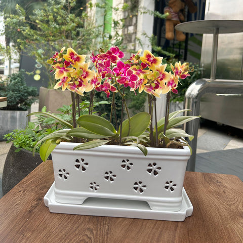 Lovely Ran orchid pot for indoor or outdoor use elevates room aesthetics.