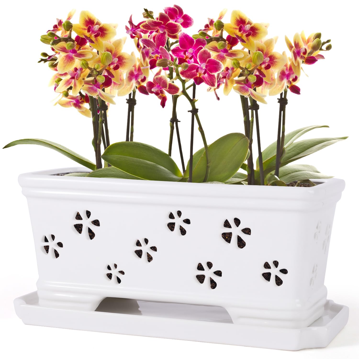 Lovely Ran orchid pot with holes and saucer for improved drainage and air circulation.
