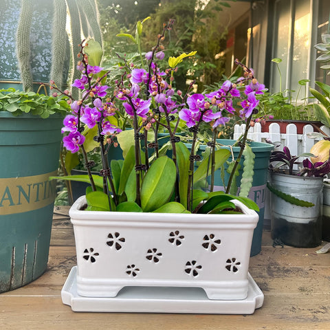 Lovely Ran pot includes matching tray to prevent water loss during busy days.