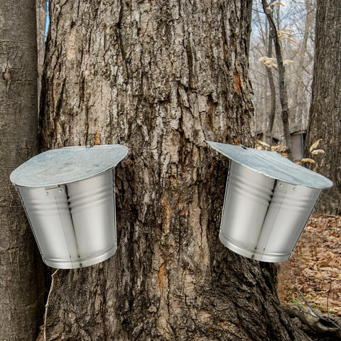 LOYIM maple sap tapping kit filters ensuring clean sap flow.