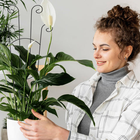 Luckjuju indoor and outdoor plant support for potted vines and ivy