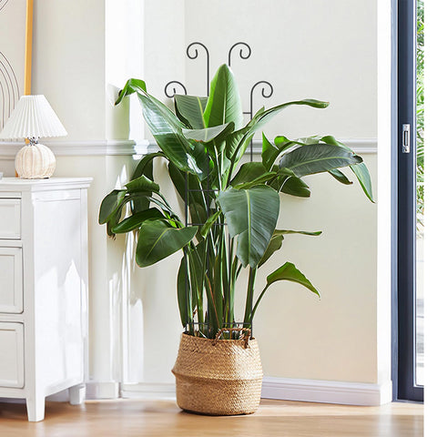 LUCKJUJU pothos ivy morning glories trellis guides climbing plants with style.