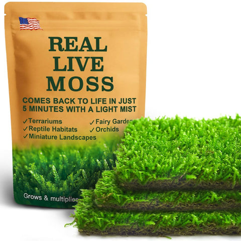 LuckyRunes Hypnum moss 8x8 sheet in terrarium adds vibrant greenery.