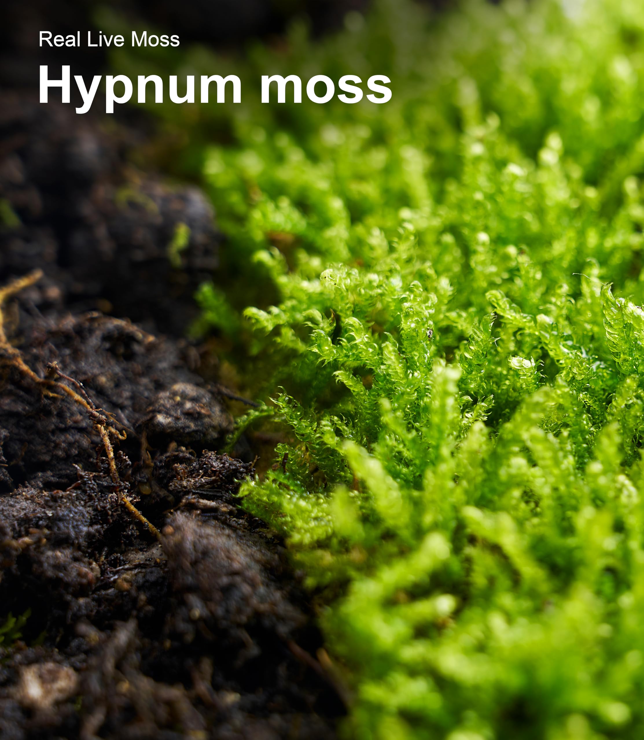 LuckyRunes moss on bonsai base offers reusable greenery accent.