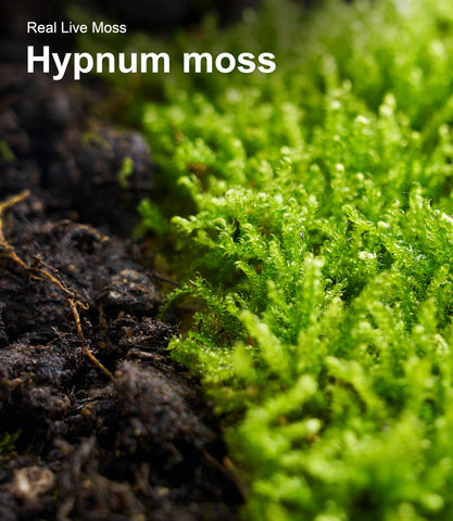 LuckyRunes moss on bonsai base offers reusable greenery accent.