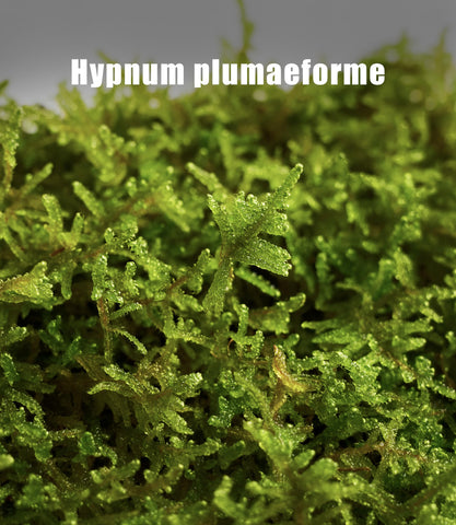 LuckyRunes Hypnum moss supports DIY crafts and terrarium layering.
