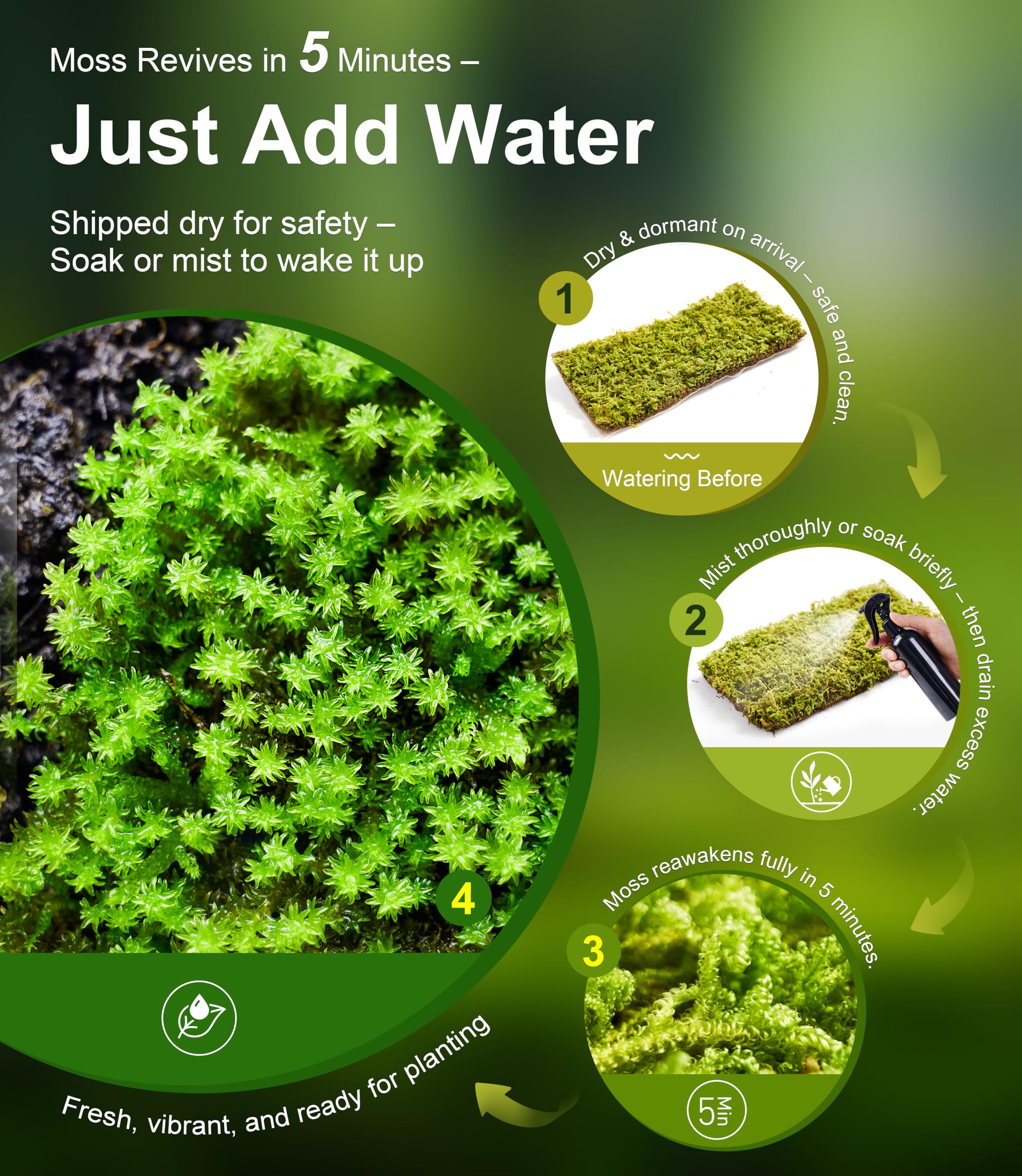 LuckyRunes Hypnum moss in reptile enclosure enhances natural scenery.