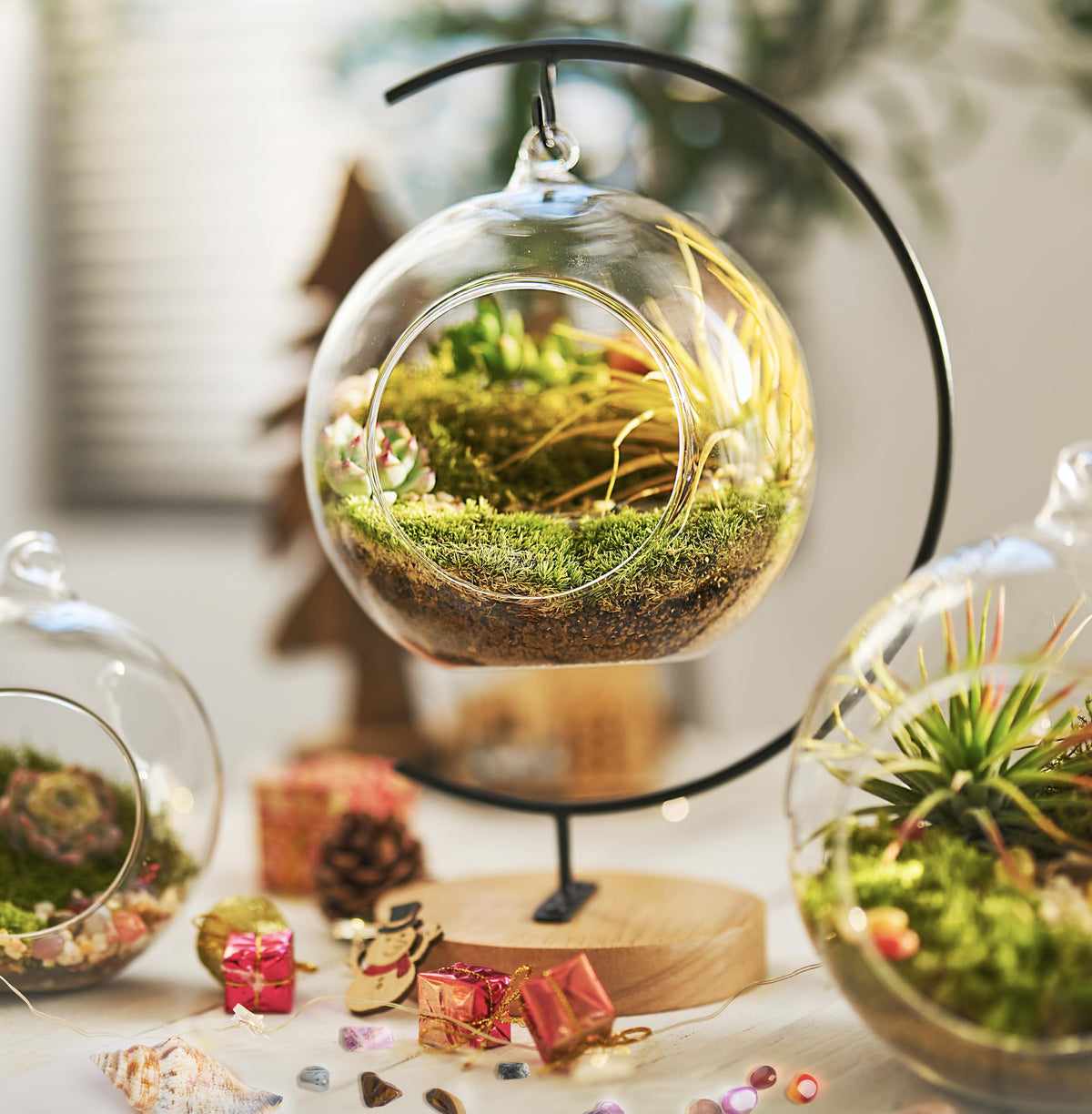 LuckyRunes terrarium kit with glass globe promotes easy indoor greenery.
