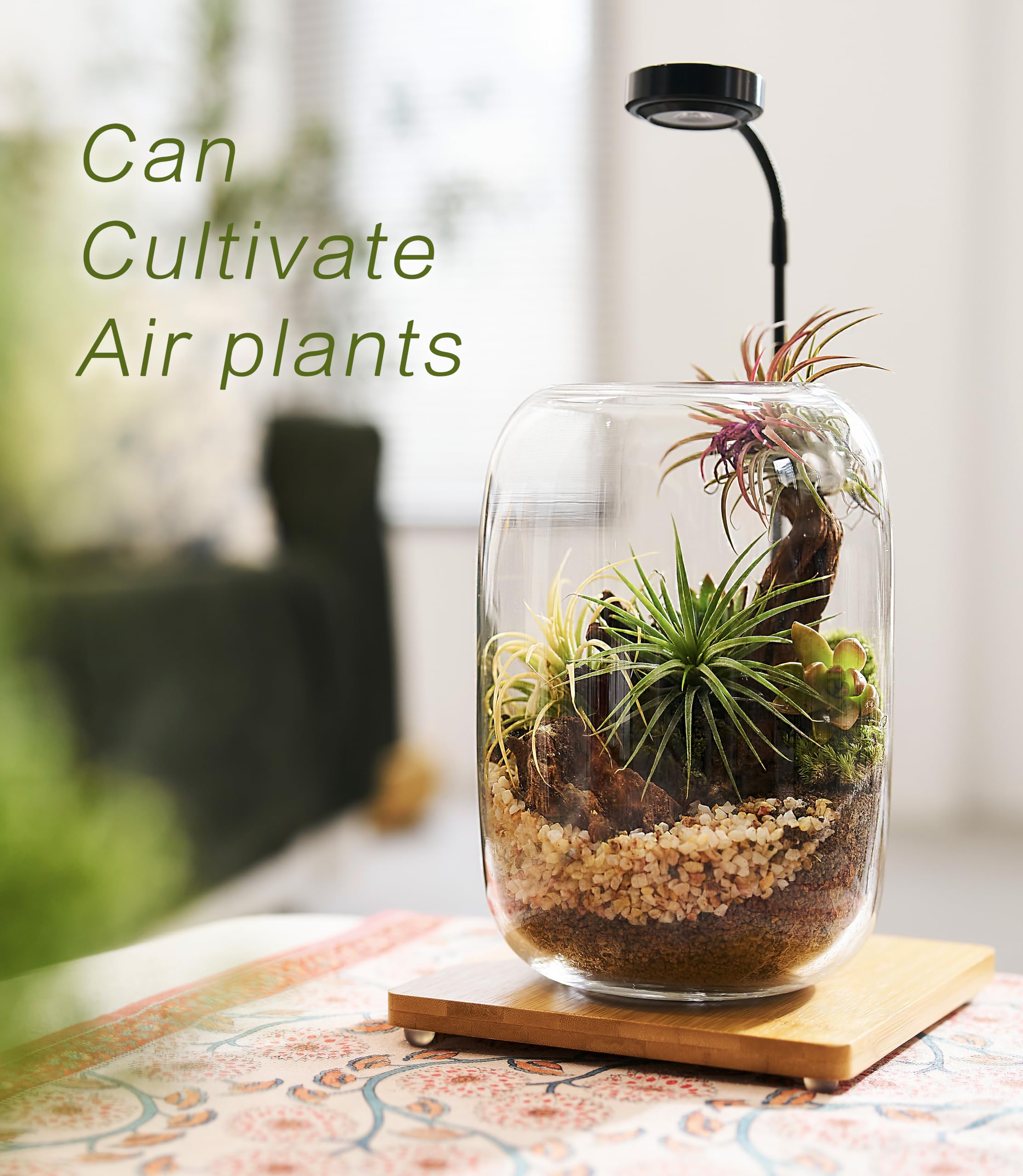 LuckyRunes Terrarium Kit soil and pebbles form decorative layers for contrast.