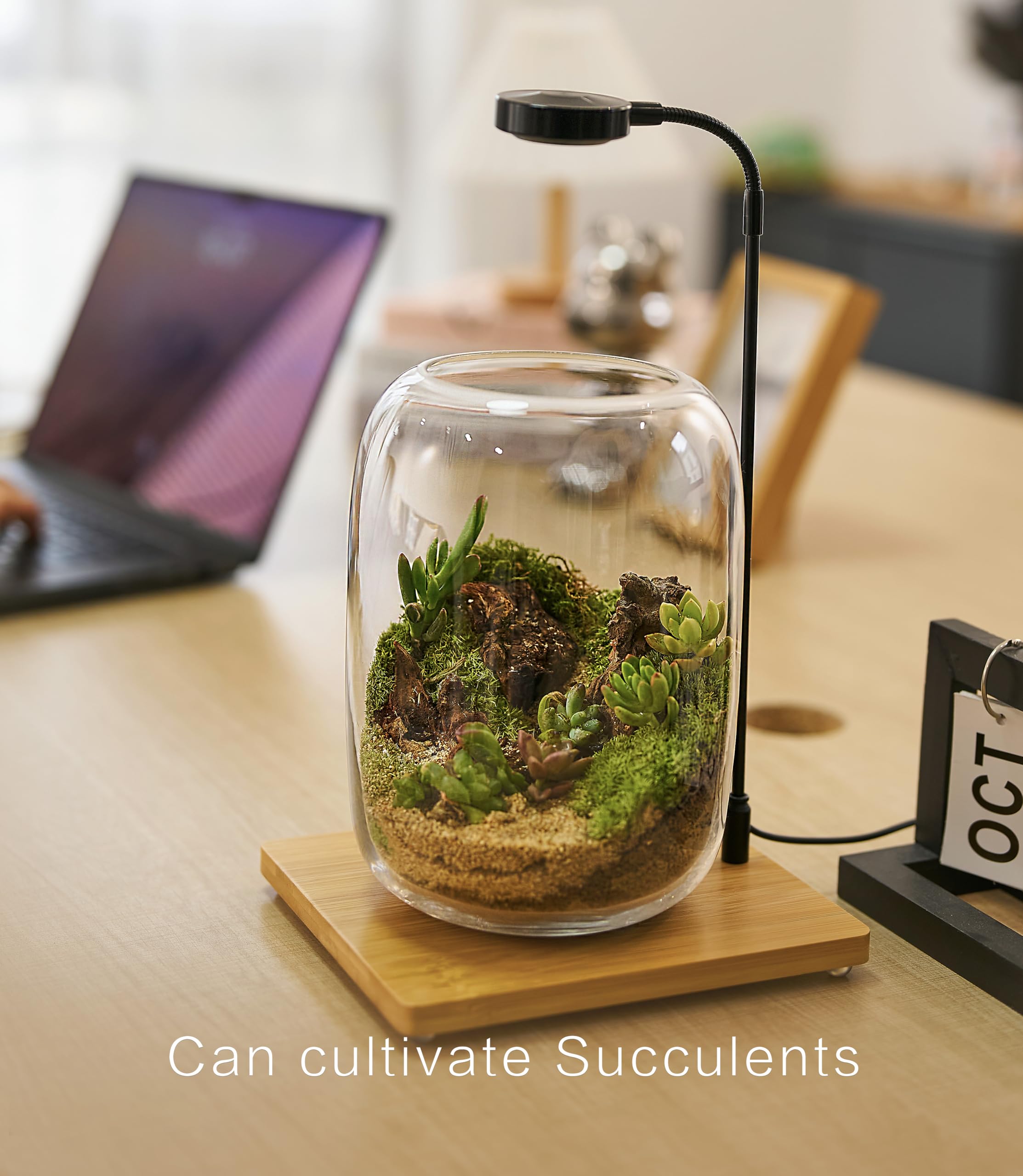 LuckyRunes Terrarium Kit tools help precise plant placement and tidy maintenance.