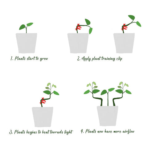 Includes 30 red clips to support multiple plants at once