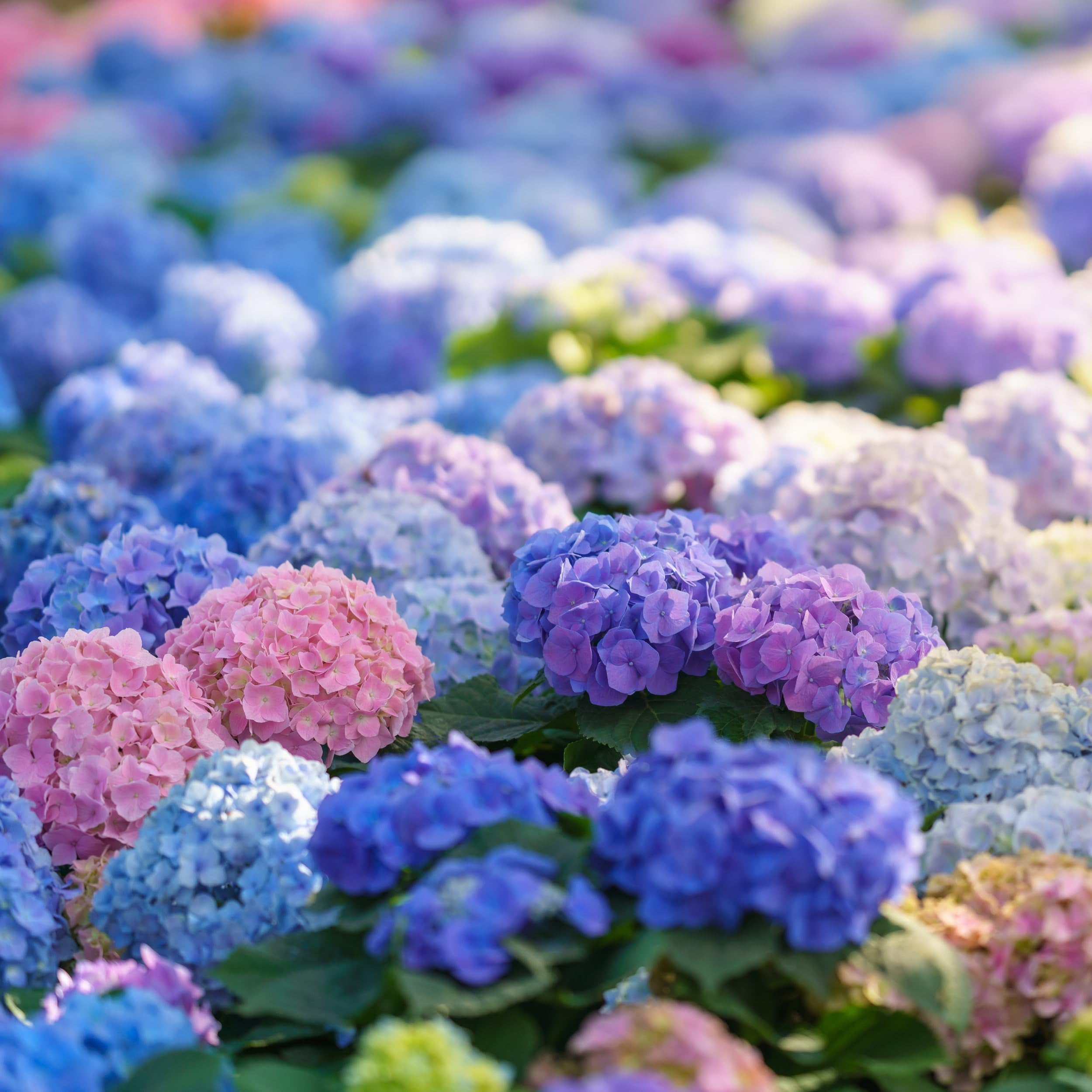 Ludicrous Nutrients Happy Hydrangeas Fertilizer for acid-loving shrubs such as azaleas and rhododendrons.