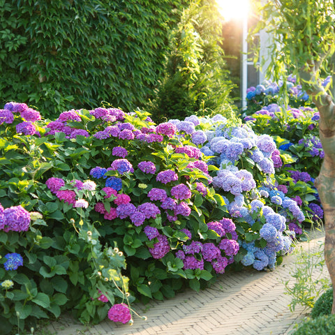 Ludicrous Nutrients Happy Hydrangeas Fertilizer blooms close-up showcases lush foliage and vibrant flowers.