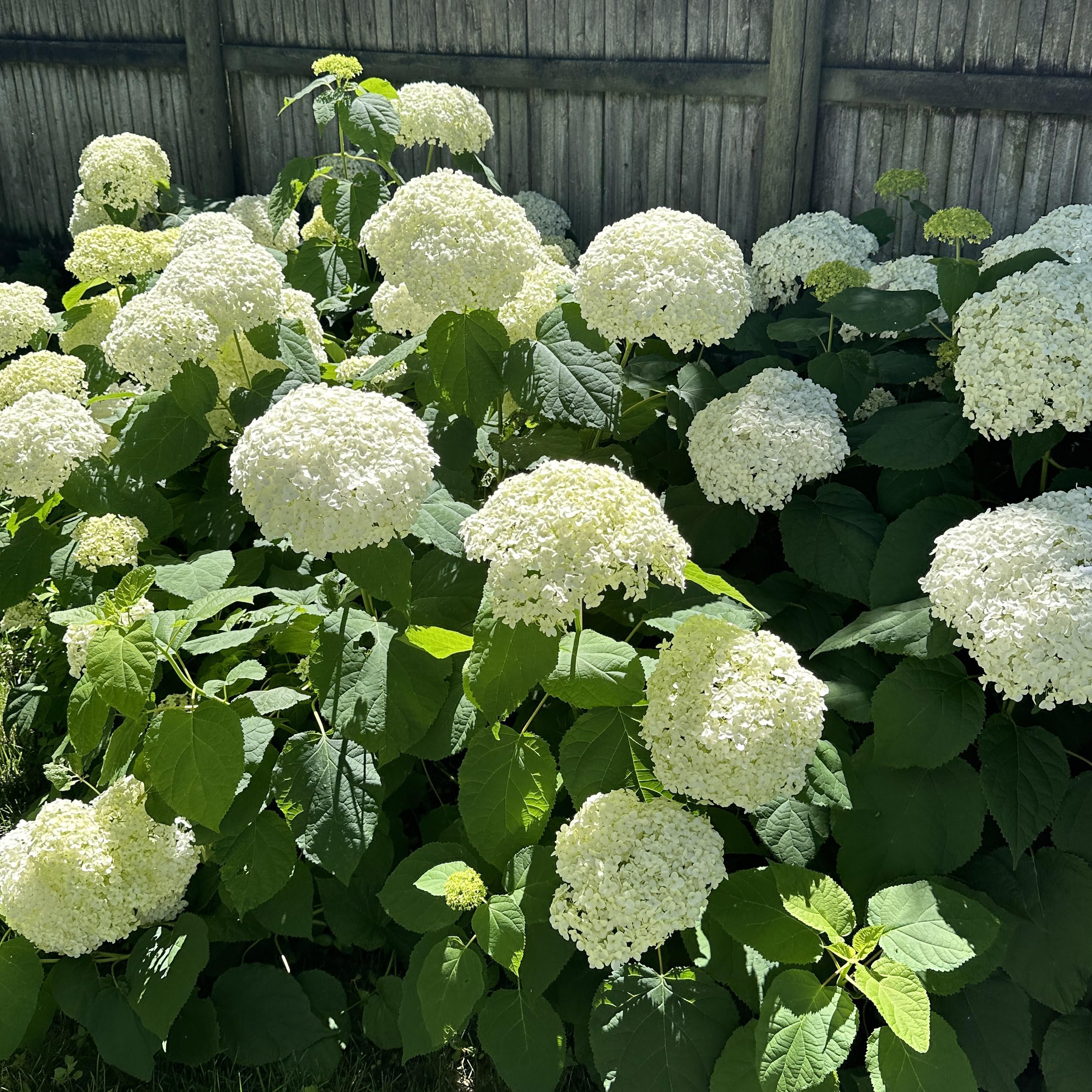 Ludicrous Nutrients Happy Hydrangeas Fertilizer dissolving in water highlights soil-root application.