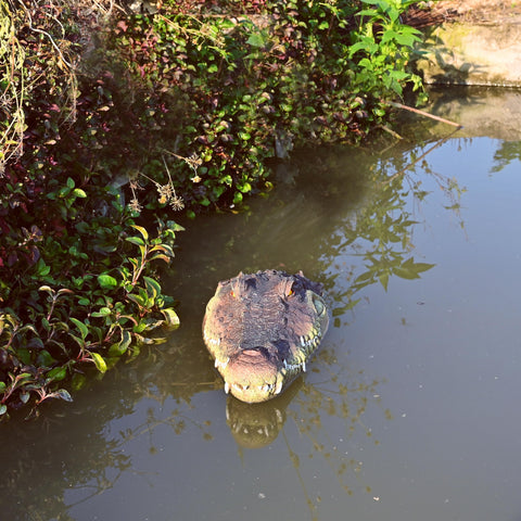 LUEUR alligator head pool decor adds a playful focal point to garden spaces.