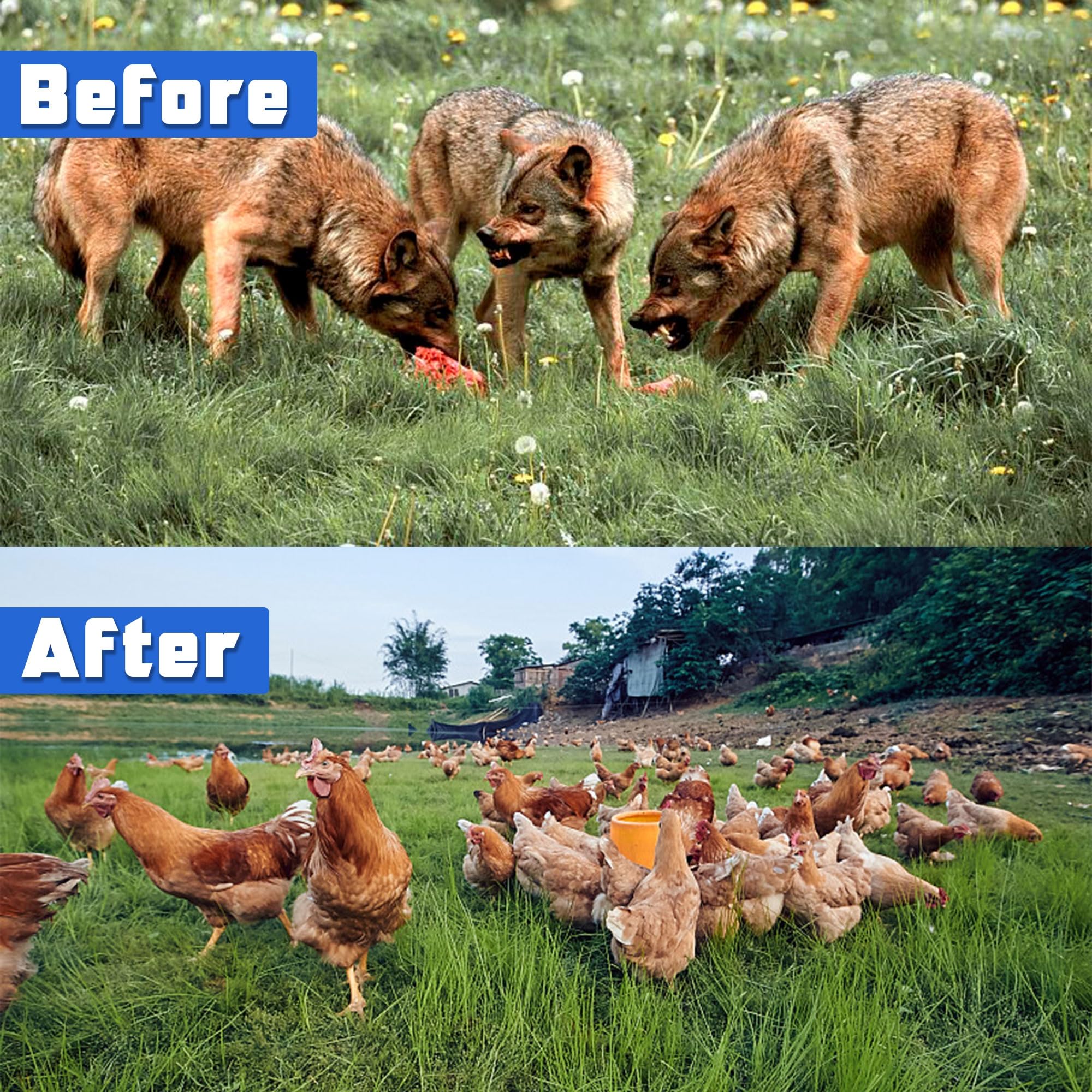 Lulu Home chicken coop and yard application protects poultry and gardens.