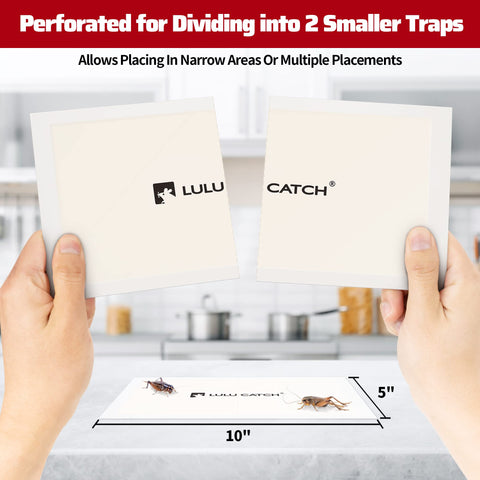 LULUCATCH fruity attractant traps a wide range of pests.