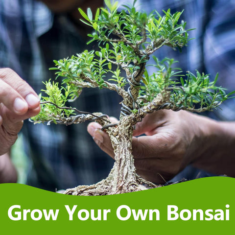 LUOJIBIE Bonsai Kit clipper and trimming tools enabling careful branch shaping.