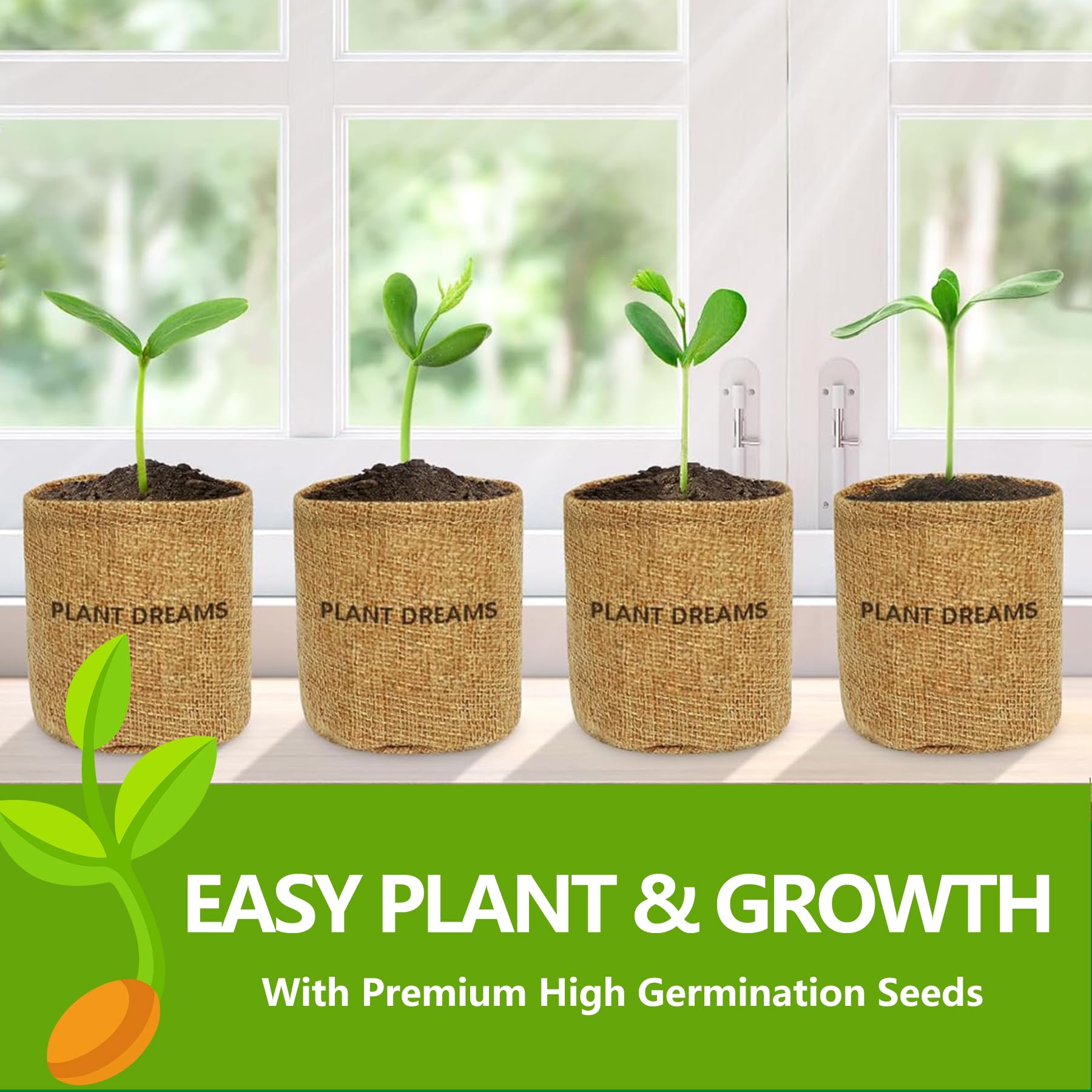 LUOJIBIE Bonsai Kit seed varieties including Delonix Regia and Jacaranda for beginners.
