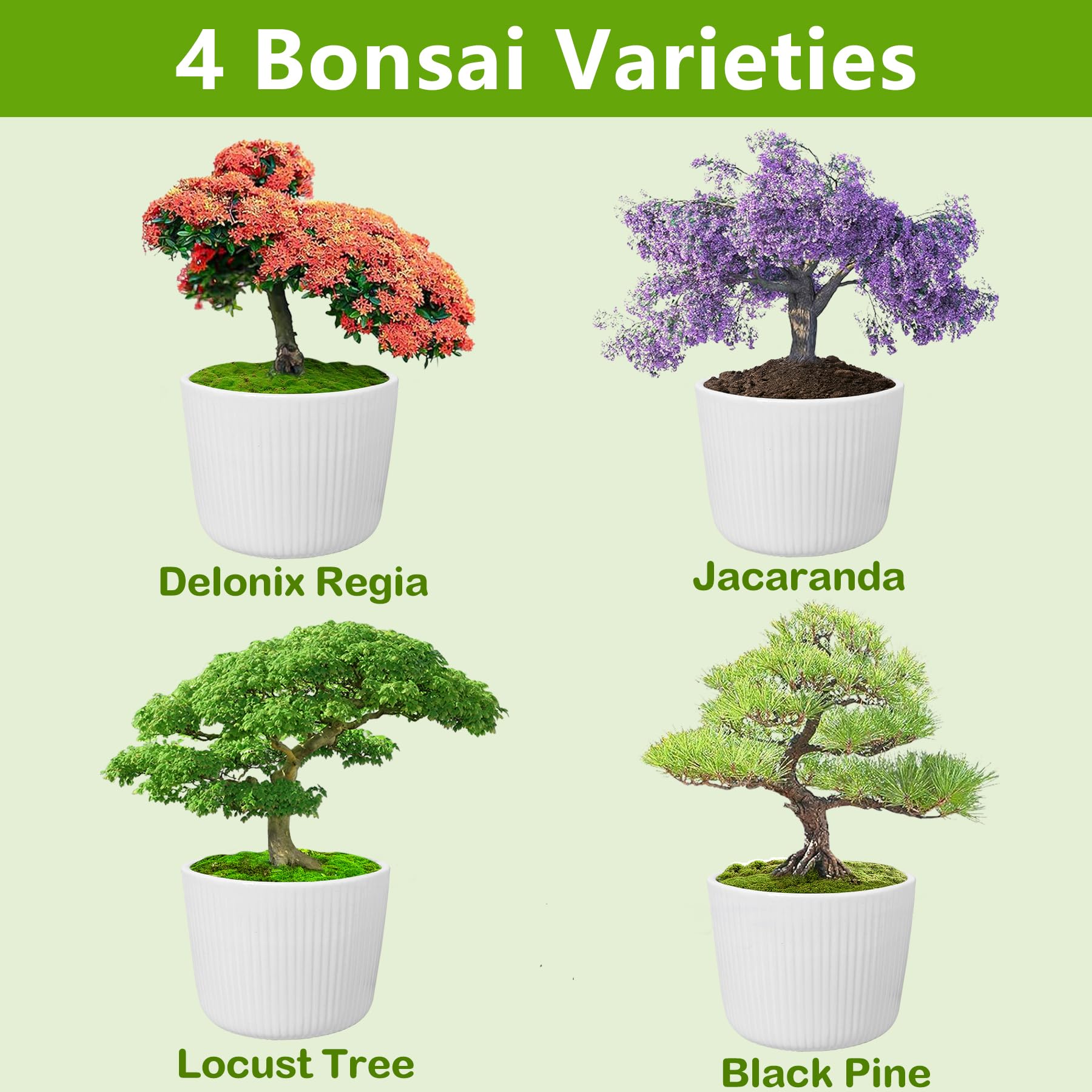 LUOJIBIE Bonsai Kit soil disc and setup for easy seed planting and growth support.