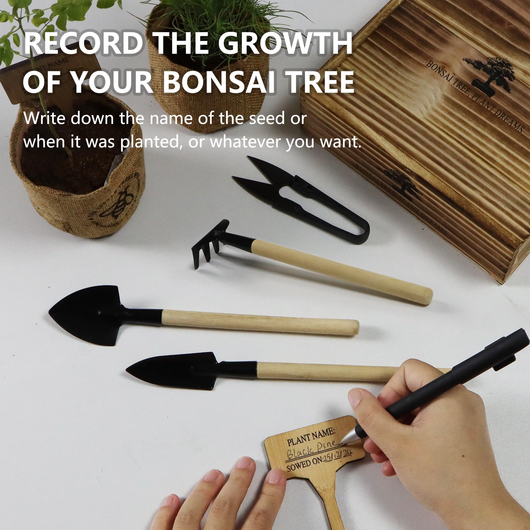 LUOJIBIE Bonsai relaxation moment, cultivating mindfulness through greenery.