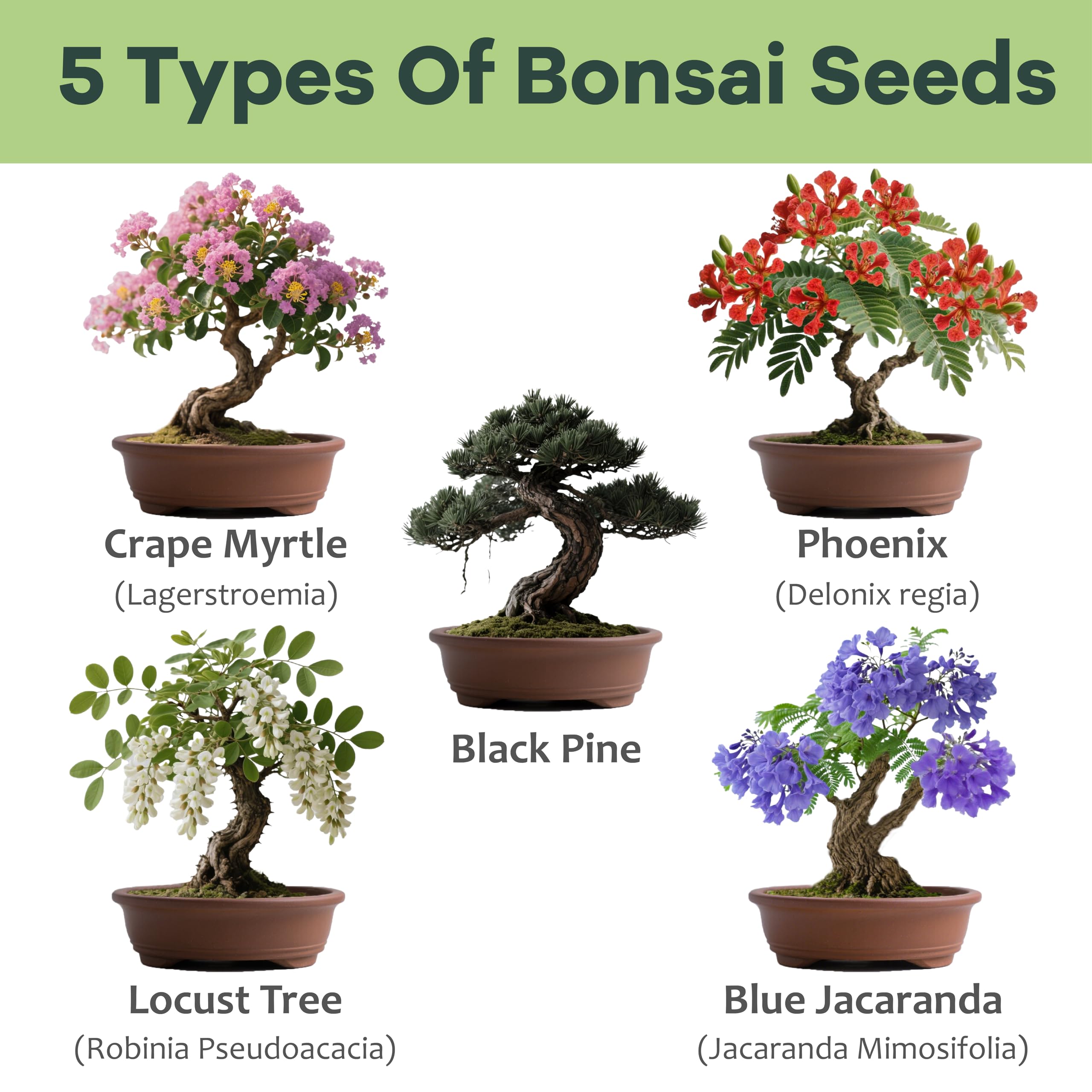 LUOJIBIE Bonsai Tree Kit planter with soil supports easy planting and nurturing