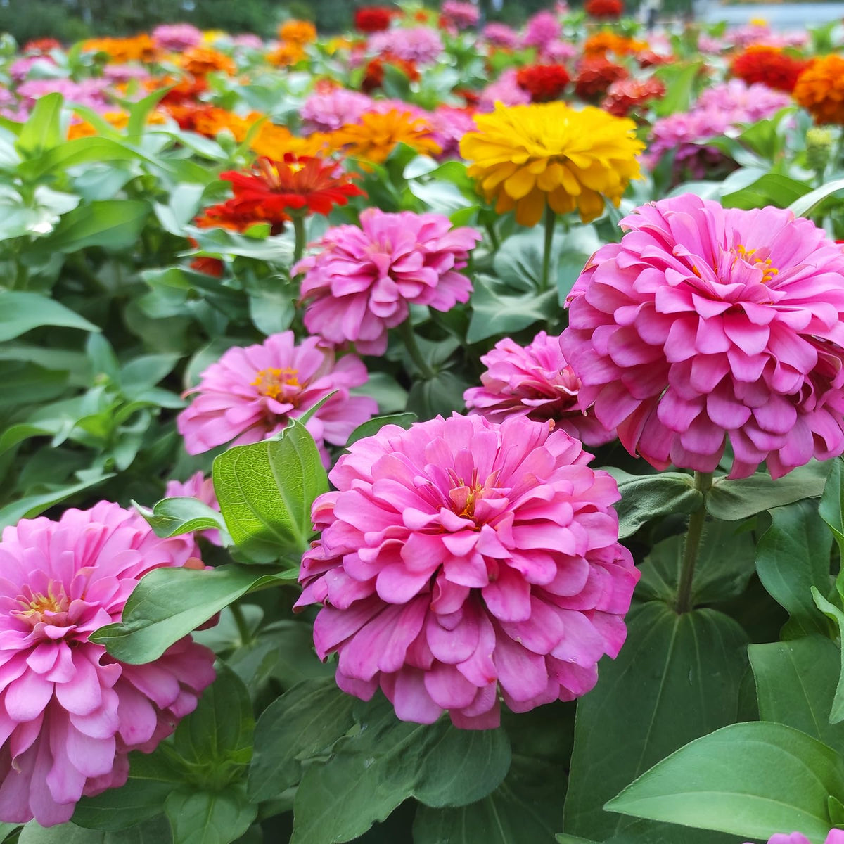 LUOJIBIE California Giant Zinnia seeds in mixed colors brighten garden borders