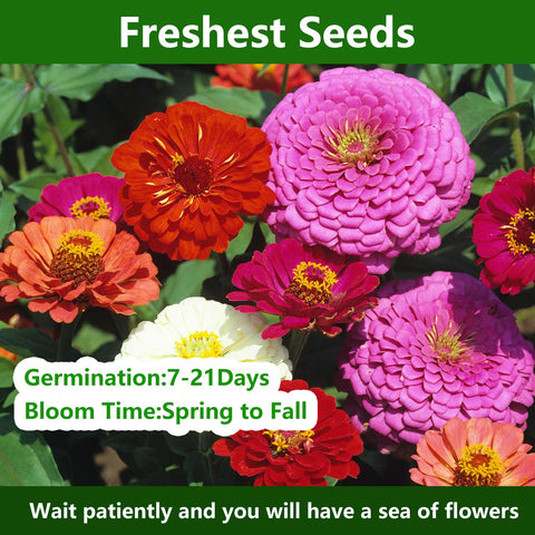 LUOJIBIE double-bloom zinnia seeds for dramatic cut flowers