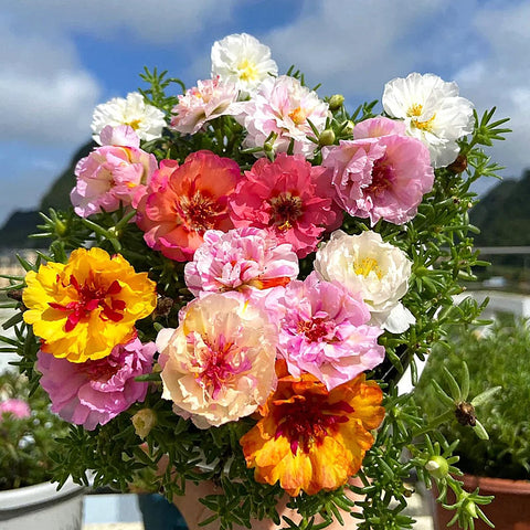 LUOJIBIE Moss Rose bed and border ideas with color blooms