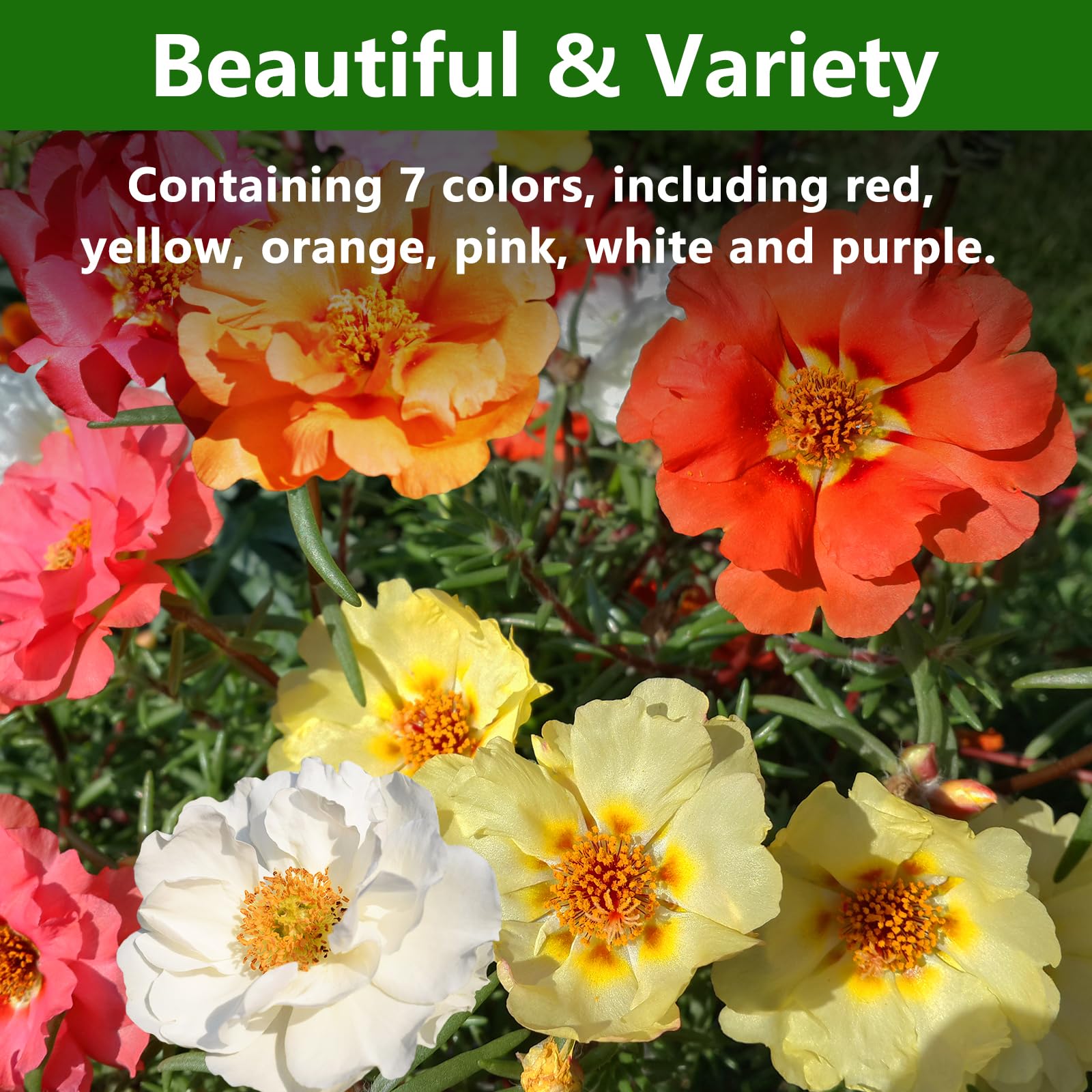 LUOJIBIE Moss Rose blooms color mix for vibrant borders