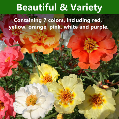LUOJIBIE Moss Rose blooms color mix for vibrant borders