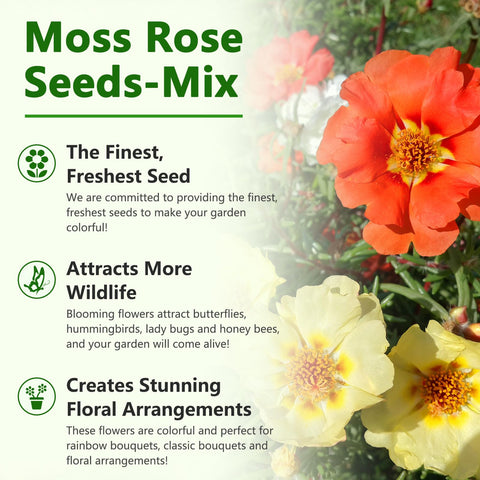 LUOJIBIE Moss Rose gift-ready seeds for gardeners
