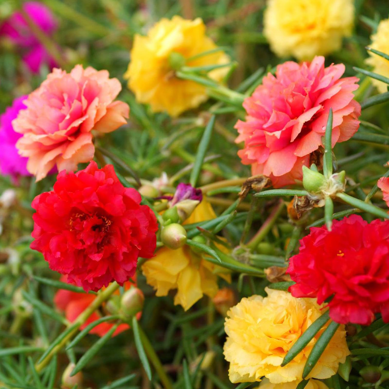 LUOJIBIE Moss Rose Seeds bulk pack for outdoor planting with color variety