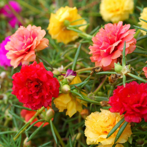 LUOJIBIE Moss Rose Seeds bulk pack for outdoor planting with color variety